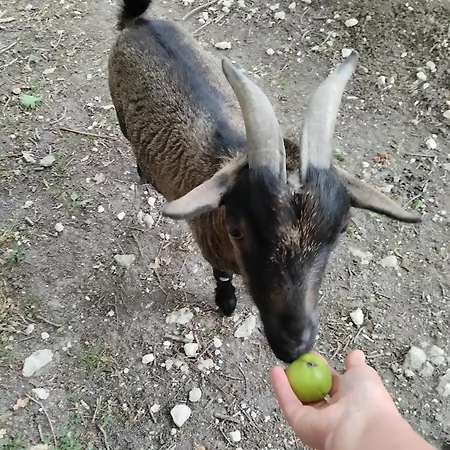 Domaine La Belle Charentaise * Chadenac