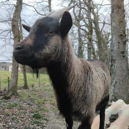 Domaine La Belle Charentaise Daire *