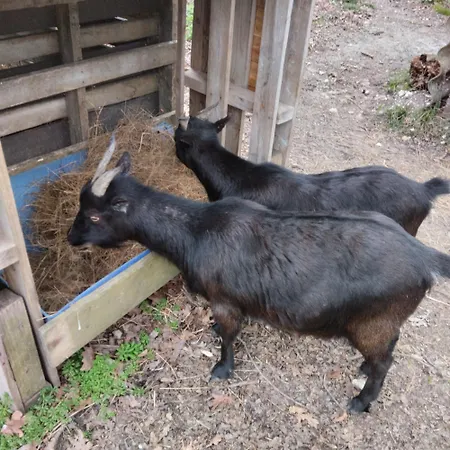 公寓 Domaine La Belle Charentaise Chadenac